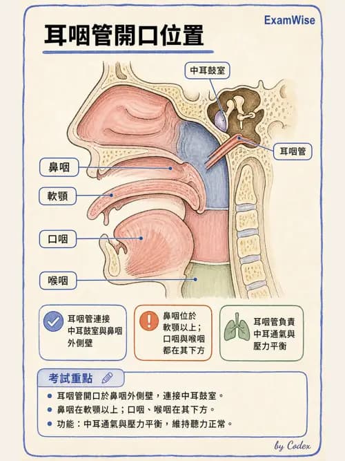 呼吸治療師 - 呼吸系統構造與發展 - AI 圖文解析預覽