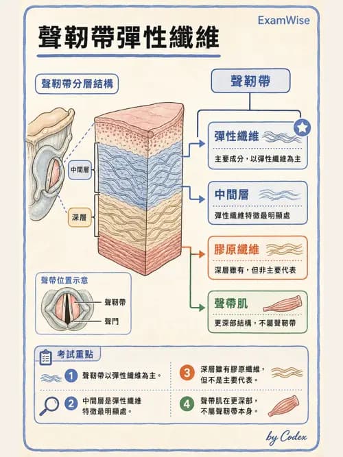 呼吸治療師 - 呼吸系統構造與發展 - AI 圖文解析預覽