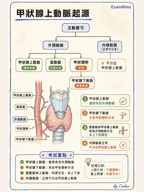 呼吸治療師 - 心臟與循環解剖 - AI 圖文解析預覽