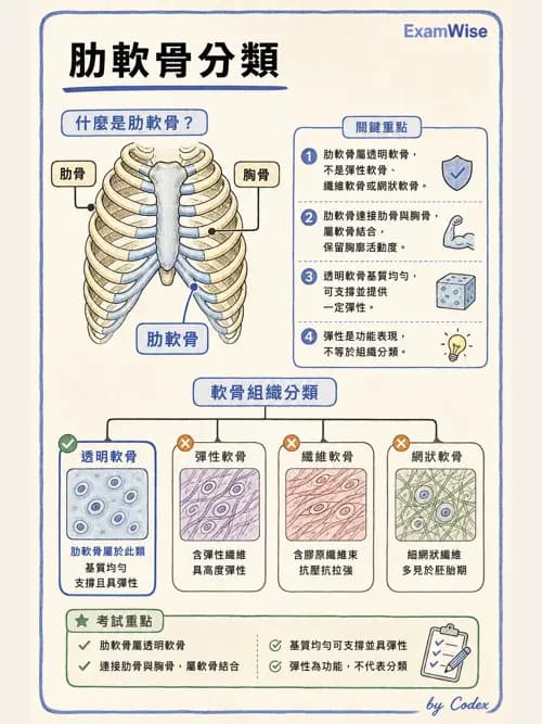 呼吸治療師 - 胸廓、肋膜與呼吸肌肉 - AI 圖文解析預覽