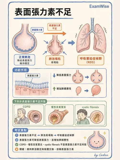 呼吸治療師 - 呼吸系統構造與發展 - AI 圖文解析預覽