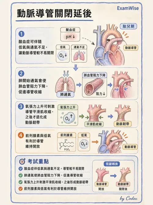 呼吸治療師 - 心臟與循環解剖 - AI 圖文解析預覽