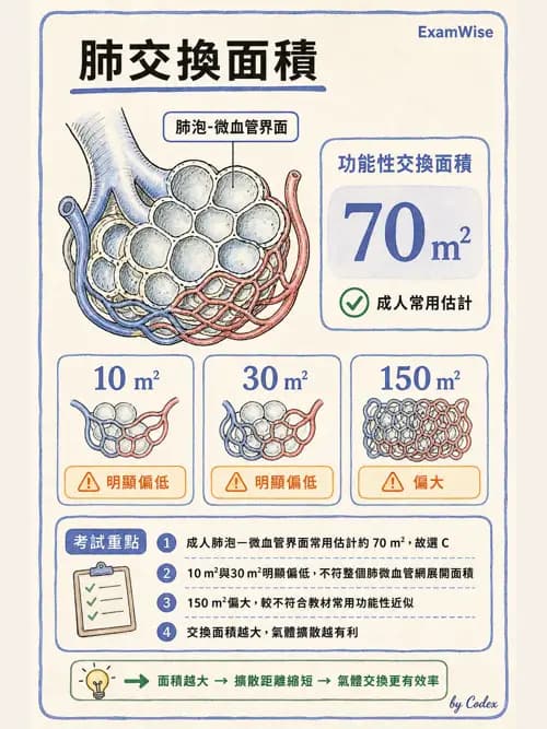 呼吸治療師 - 肺臟血流與神經支配 - AI 圖文解析預覽