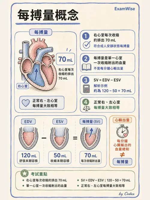 呼吸治療師 - 心臟與循環解剖 - AI 圖文解析預覽