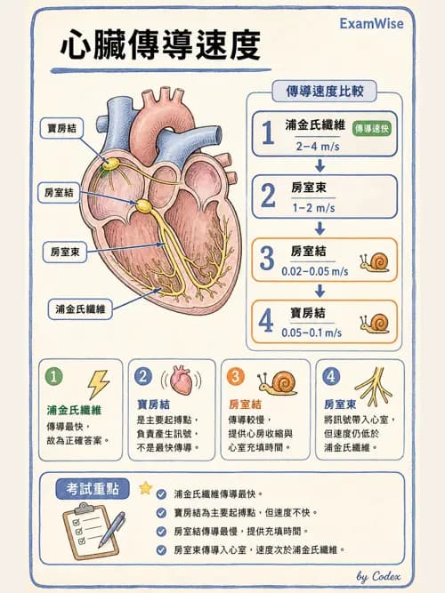 呼吸治療師 - 心臟與循環解剖 - AI 圖文解析預覽