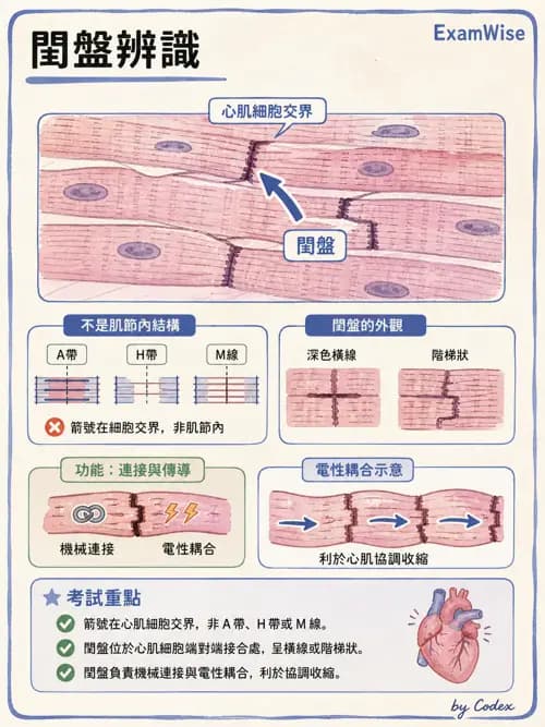 呼吸治療師 - 心臟與循環解剖 - AI 圖文解析預覽