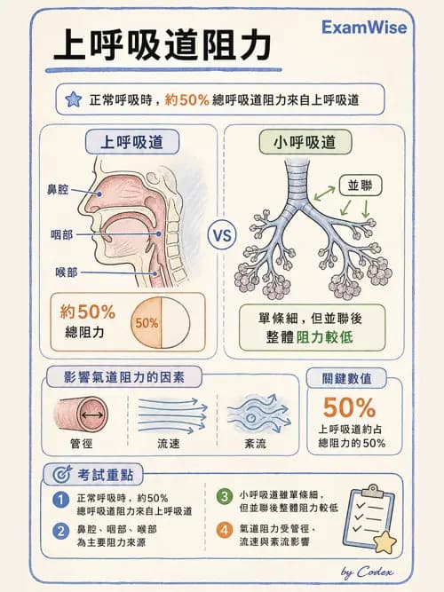 呼吸治療師 - 通氣、呼吸力學與控制 - AI 圖文解析預覽