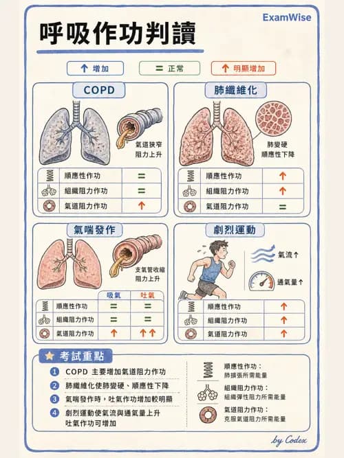 呼吸治療師 - 通氣、呼吸力學與控制 - AI 圖文解析預覽