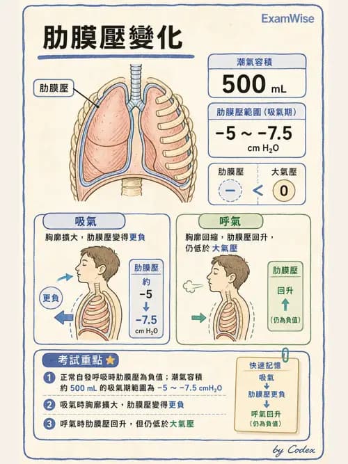呼吸治療師 - 通氣、呼吸力學與控制 - AI 圖文解析預覽