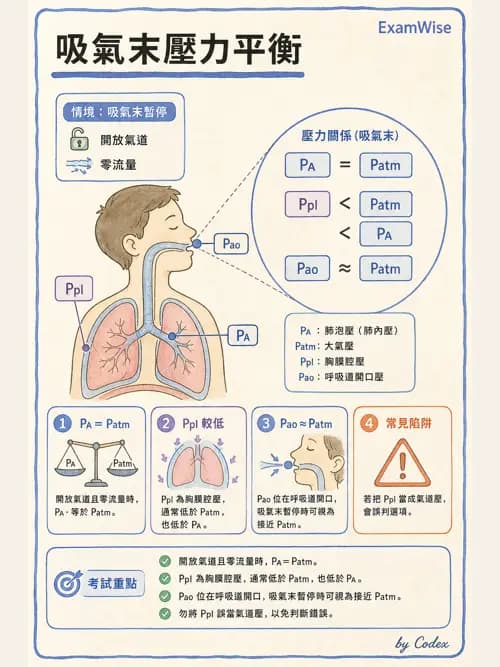 呼吸治療師 - 通氣、呼吸力學與控制 - AI 圖文解析預覽