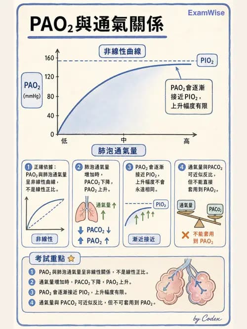 呼吸治療師 - 氣體擴散、交換與肺部代謝 - AI 圖文解析預覽