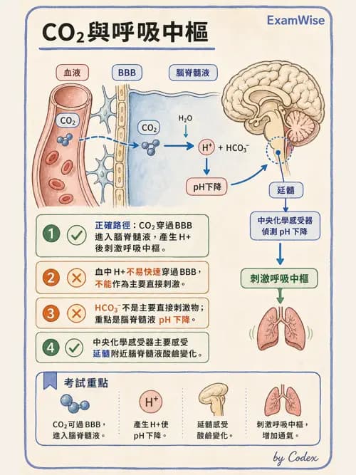呼吸治療師 - 通氣、呼吸力學與控制 - AI 圖文解析預覽