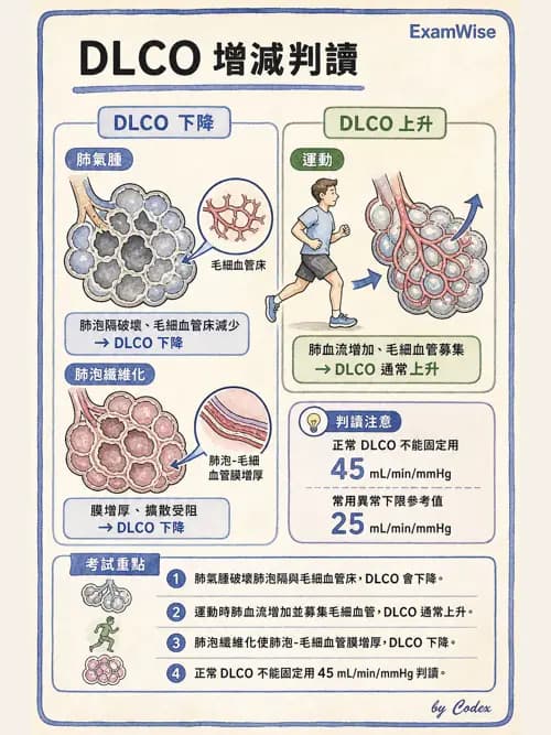 呼吸治療師 - 氣體擴散、交換與肺部代謝 - AI 圖文解析預覽