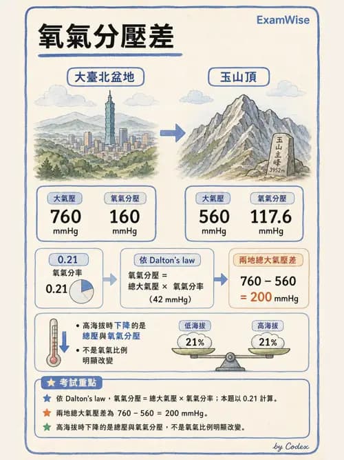 呼吸治療師 - 氣體擴散、交換與肺部代謝 - AI 圖文解析預覽