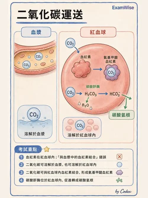 呼吸治療師 - 氣體擴散、交換與肺部代謝 - AI 圖文解析預覽
