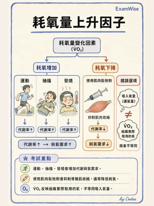 呼吸治療師 - 氣體擴散、交換與肺部代謝 - AI 圖文解析預覽