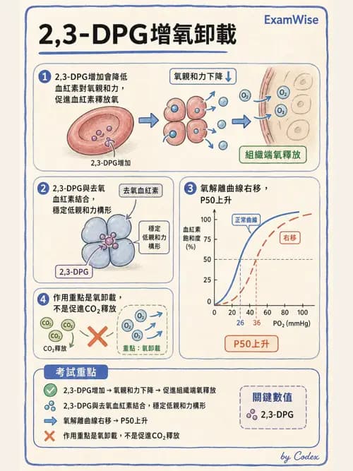 呼吸治療師 - 氣體擴散、交換與肺部代謝 - AI 圖文解析預覽