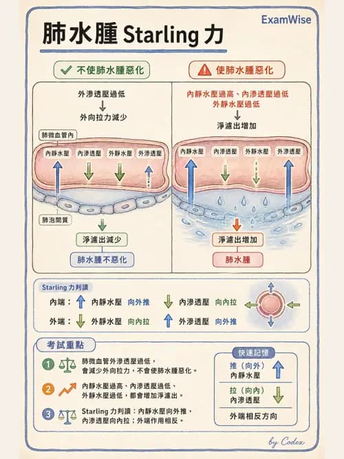 呼吸治療師 - 心臟生理與血液動力學 - AI 圖文解析預覽