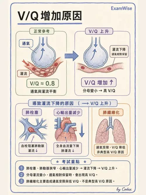 呼吸治療師 - 氣體擴散、交換與肺部代謝 - AI 圖文解析預覽