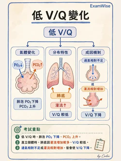 呼吸治療師 - 氣體擴散、交換與肺部代謝 - AI 圖文解析預覽