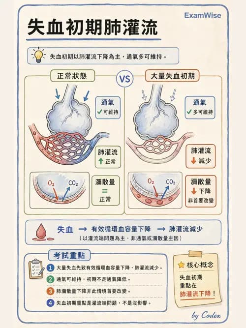 呼吸治療師 - 氣體擴散、交換與肺部代謝 - AI 圖文解析預覽