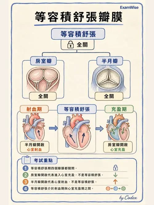 呼吸治療師 - 心臟生理與血液動力學 - AI 圖文解析預覽