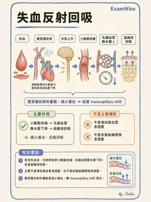 呼吸治療師 - 心臟生理與血液動力學 - AI 圖文解析預覽