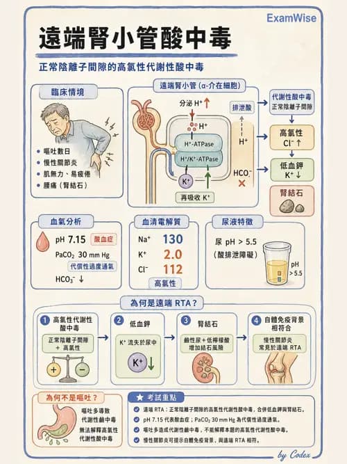 呼吸治療師 - 酸鹼平衡與腎臟生理 - AI 圖文解析預覽