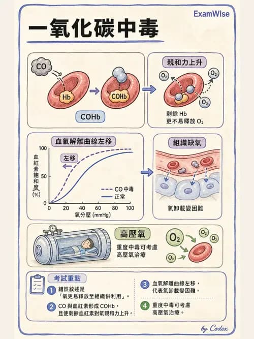 呼吸治療師 - 氣體擴散、交換與肺部代謝 - AI 圖文解析預覽