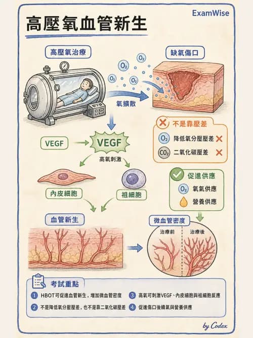 呼吸治療師 - 運動與環境生理 - AI 圖文解析預覽