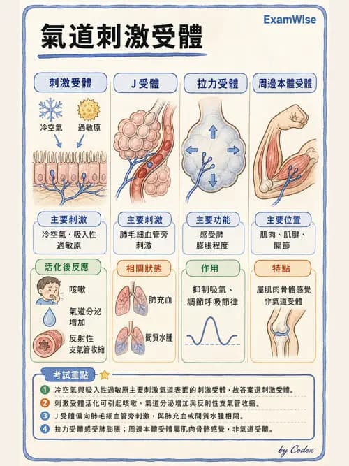 呼吸治療師 - 通氣、呼吸力學與控制 - AI 圖文解析預覽