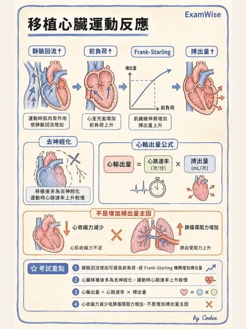 呼吸治療師 - 運動與環境生理 - AI 圖文解析預覽