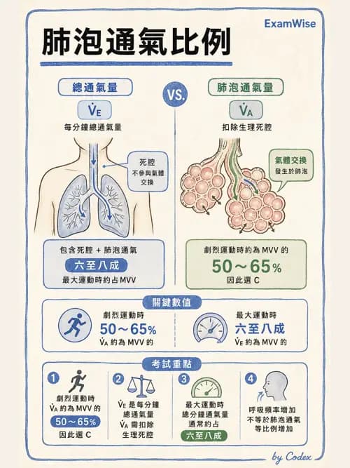 呼吸治療師 - 運動與環境生理 - AI 圖文解析預覽