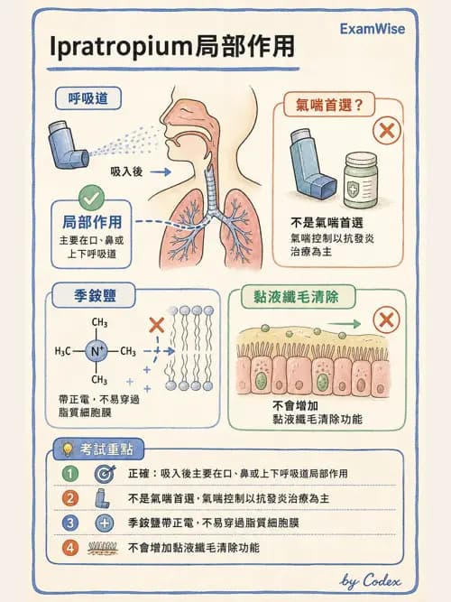 呼吸治療師 - 呼吸系統藥物 - AI 圖文解析預覽