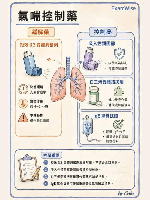 呼吸治療師 - 呼吸系統藥物 - AI 圖文解析預覽