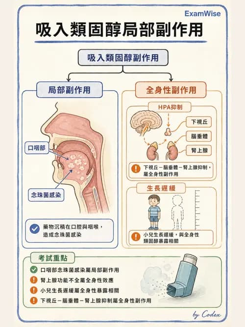 呼吸治療師 - 呼吸系統藥物 - AI 圖文解析預覽