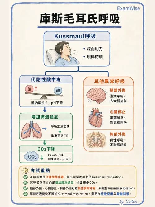 呼吸治療師 - 呼吸治療臨床作業與身體評估 - AI 圖文解析預覽