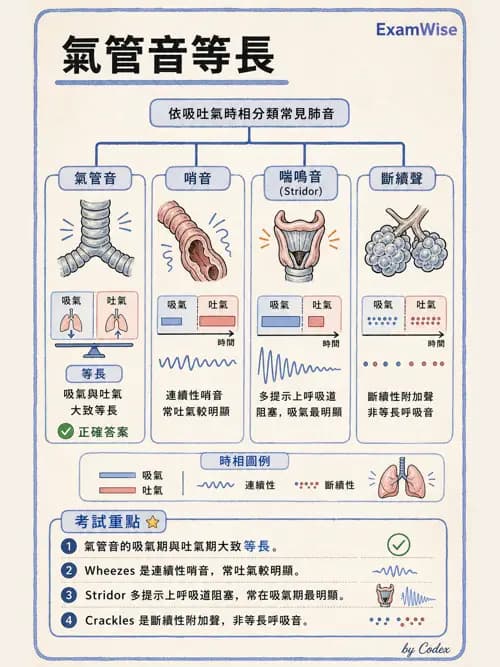 呼吸治療師 - 呼吸治療臨床作業與身體評估 - AI 圖文解析預覽