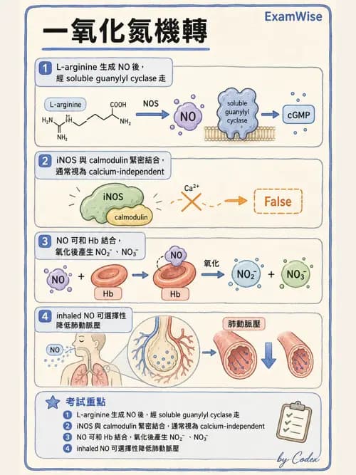 呼吸治療師 - 氣體輸送系統與氧氣治療 - AI 圖文解析預覽