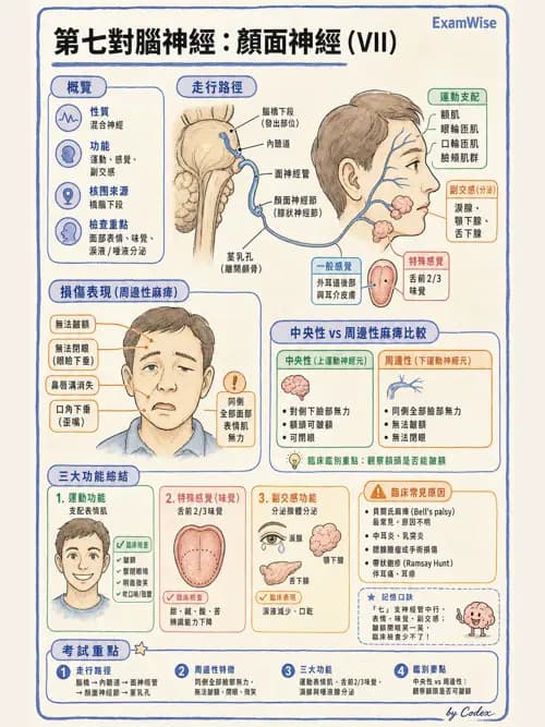 呼吸治療師 - 痰液清除與擴張治療 - AI 圖文解析預覽