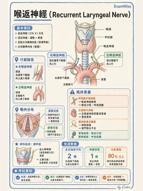 呼吸治療師 - 痰液清除與擴張治療 - AI 圖文解析預覽