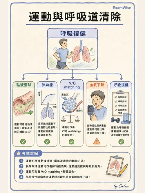 呼吸治療師 - 痰液清除與擴張治療 - AI 圖文解析預覽