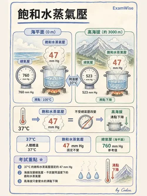 呼吸治療師 - 濕氣與霧氣治療 - AI 圖文解析預覽