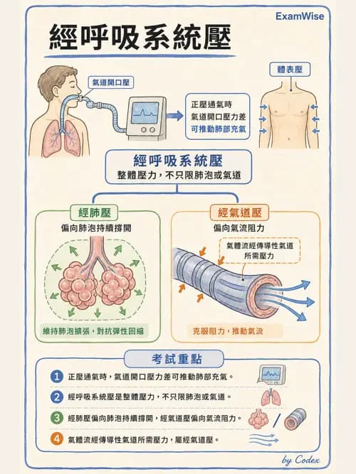 呼吸治療師 - 機械通氣生理 - AI 圖文解析預覽