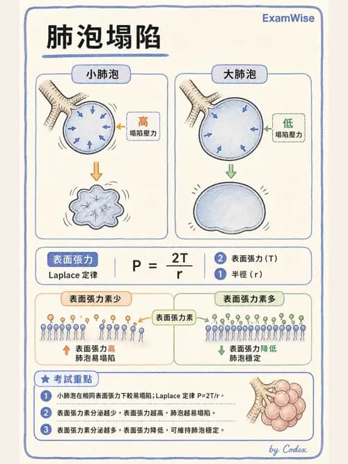 呼吸治療師 - 機械通氣生理 - AI 圖文解析預覽