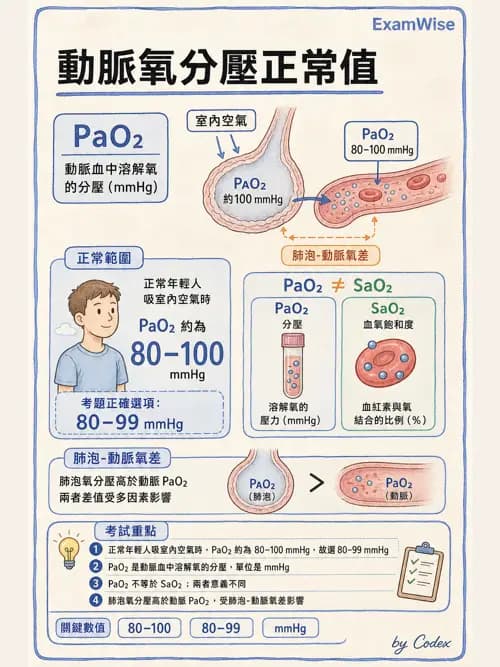 呼吸治療師 - 呼吸器監測與評估 - AI 圖文解析預覽
