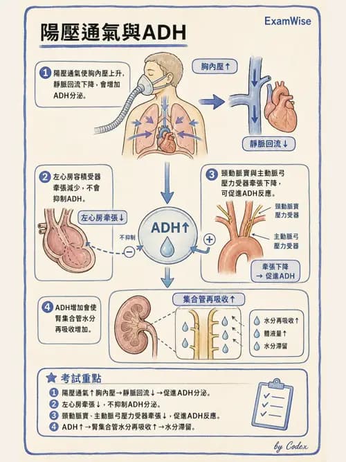 呼吸治療師 - 正壓通氣生理影響與合併症 - AI 圖文解析預覽