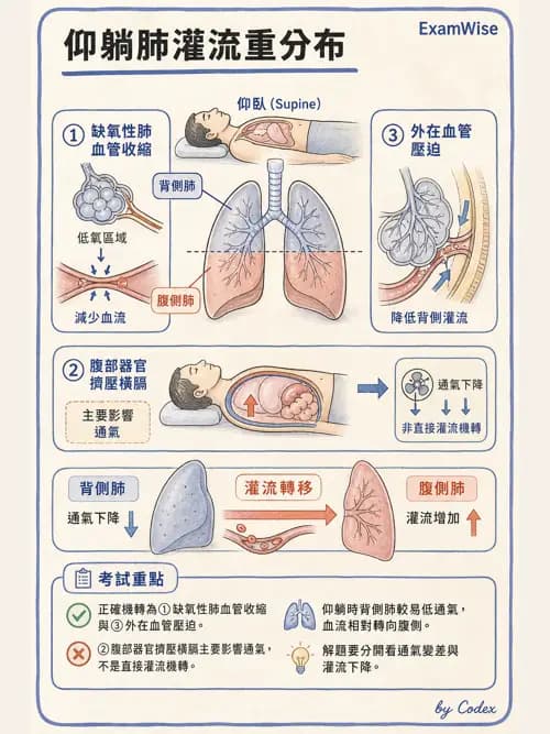 呼吸治療師 - 正壓通氣生理影響與合併症 - AI 圖文解析預覽