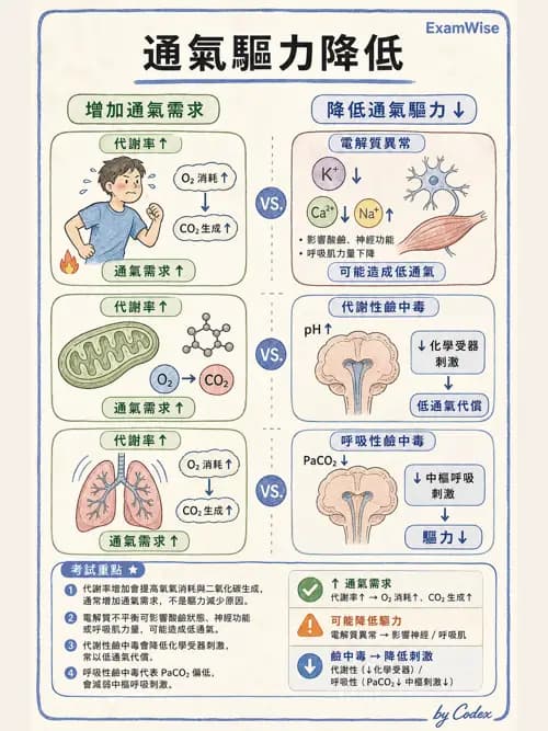 呼吸治療師 - 呼吸器監測與評估 - AI 圖文解析預覽