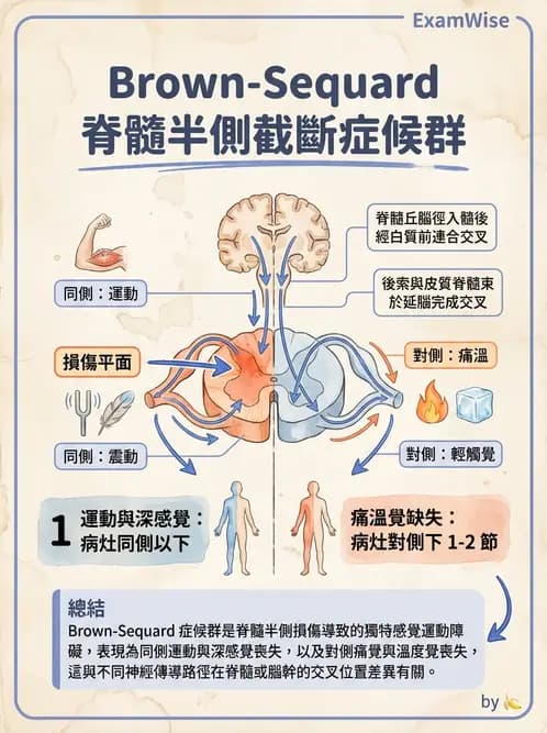 護理師 - 脊髓損傷與神經肌肉疾病 - AI 圖文解析預覽